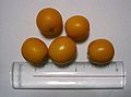 圆金橘（或Citrofortunella 品种金橘（英语：Citrofortunella））