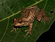 Image of Ghatixalus variabilis