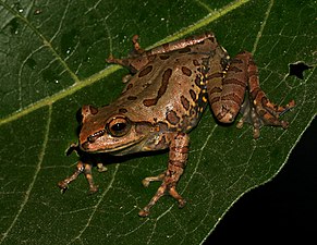 Lateral view