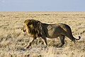 西南非洲狮