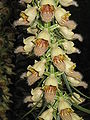 Digitalis ferruginea close-up