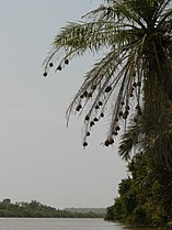 Spherical village weaver（英语：village weaver） nests suspended from a palm tree, West Africa