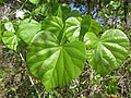 shiny, cordate leaves