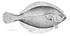 底栖鱼类 (American plaice)