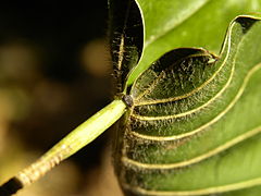 Leaf of Hura crepitans