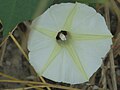 Ipomoea obscura Close-up