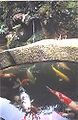 Koi in a tea garden in Kyoto, Japan