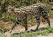 Spotted Serval on a path