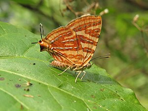 Ventral view (dry-season form)