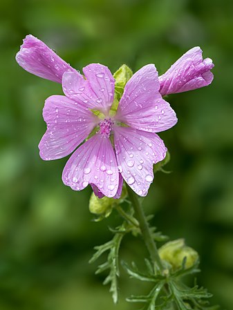 下奥地利邦埃劳夫湖畔米特尔巴赫一朵带有雨水的麝香锦葵（Malva moschata）。