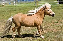 a miniature horse