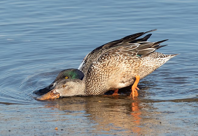 图为一对于布鲁克林区海岸公园涉水觅食的琵嘴鸭（Spatula clypeata）。