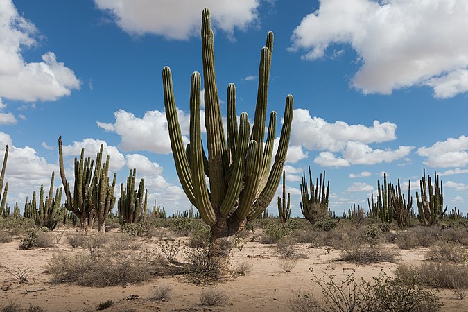 图为武伦柱仙人掌林，摄于墨西哥索诺拉州的索诺拉沙漠。