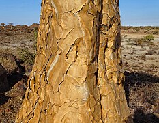 Close-up photo of bark on a quiver tree.