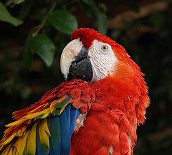 A scarlet macaw.