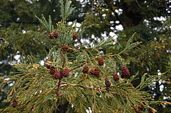 Sequoia branch of seed cones.