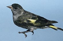 Photograph of a male black-capped siskin