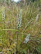 Spiranthes cernua