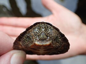 Young turtle