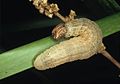 Larva