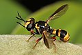 Wasp-mimicking hover fly