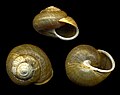 The polygyrid land snail Webbhelix multilineata.