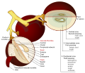 Wine grape diagram