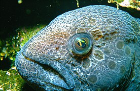 Wolf eel (Anarrhichthys ocellatus)