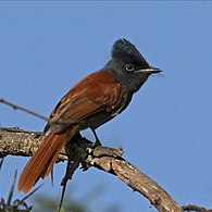 female rufous morph, Soysambu Conservancy, Kenya