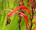 Chasmanthe floribunda