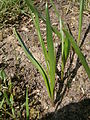 Colchicum alpinum leaves