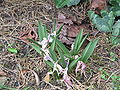 Colchicum bulbocodium fading