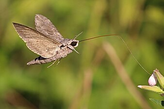 Proboscis of hawk-moth (Agrius convolvuli)