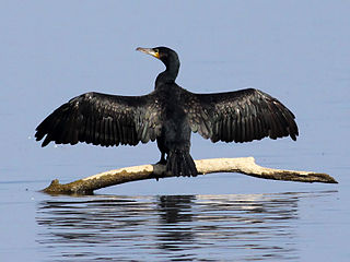 A colony of cormorants has been breeding at Gråen since the late 1980s