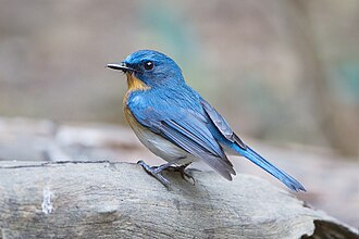 Tickell's Blue Flycatcher