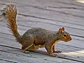 Gray Squirrel