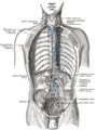 Deep lymph nodes and vessels of the thorax and abdomen.