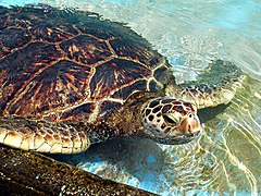 GreenSeaTurtle-2