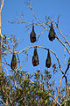 Grey-headed flying foxes in the Royal Botanic Gardens, Sydney