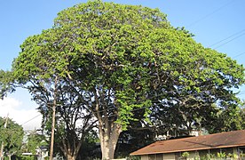 Large sandbox tree in Honolulu