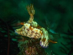 Hypselodoris krakatoa（英语：Hypselodoris krakatoa）