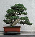 Japanese Needle Juniper