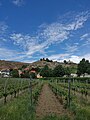 Landscape with winery