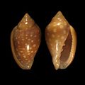 Marginella sebastiani off Guiné-Bissau