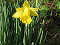 Narcissus hispanicus close-up