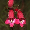 Flowers of Penstemon roseus