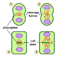 Schematic representation of different types of cytokinesis in green algae