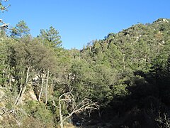 Pine forest in the Santa Catalina Mountains