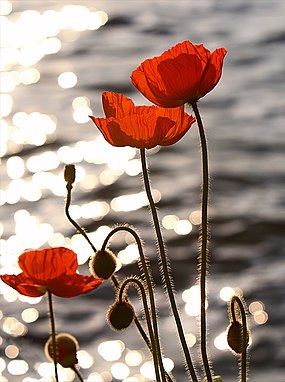 Poppies in the Sunset on Lake Geneva. The image is freely licensed but not marked as such on SpringerImages.