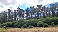 Image 11A Monterey pine forest in Sydney, Australia (from Conifer)